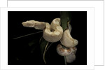 Boa constrictor f. albino by Anonymous