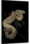 Boa constrictor f. albino by Anonymous