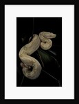 Boa constrictor f. albino by Anonymous