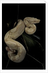 Boa constrictor f. albino by Anonymous