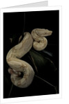Boa constrictor f. albino by Anonymous