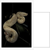 Boa constrictor f. albino by Anonymous
