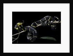 Boiga dendrophila melanota (mangrove snake) by Anonymous