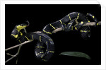 Boiga dendrophila melanota (mangrove snake) by Anonymous