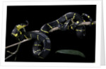 Boiga dendrophila melanota (mangrove snake) by Anonymous