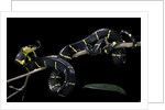 Boiga dendrophila melanota (mangrove snake) by Anonymous