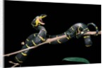 Boiga dendrophila melanota (mangrove snake) by Anonymous
