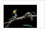 Boiga dendrophila melanota (mangrove snake) by Anonymous