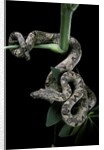 Candoia carinata carinata (New Guinea tree boa) by Anonymous