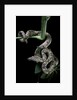 Candoia carinata carinata (New Guinea tree boa) by Anonymous
