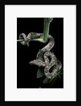 Candoia carinata carinata (New Guinea tree boa) by Anonymous
