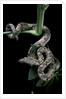 Candoia carinata carinata (New Guinea tree boa) by Anonymous