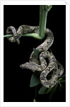 Candoia carinata carinata (New Guinea tree boa) by Anonymous