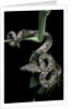 Candoia carinata carinata (New Guinea tree boa) by Anonymous
