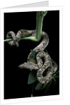 Candoia carinata carinata (New Guinea tree boa) by Anonymous