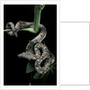Candoia carinata carinata (New Guinea tree boa) by Anonymous