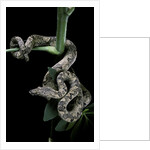 Candoia carinata carinata (New Guinea tree boa) by Anonymous