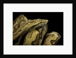 Candoia paulsoni (Solomon Island ground boa) by Anonymous
