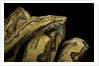 Candoia paulsoni (Solomon Island ground boa) by Anonymous