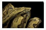 Candoia paulsoni (Solomon Island ground boa) by Anonymous