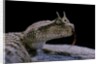 Cerastes cerastes (horned viper) by Anonymous