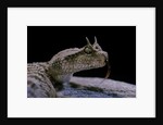 Cerastes cerastes (horned viper) by Anonymous