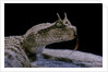 Cerastes cerastes (horned viper) by Anonymous