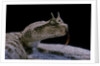Cerastes cerastes (horned viper) by Anonymous