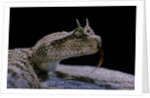 Cerastes cerastes (horned viper) by Anonymous