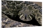 Crotalus atrox (Western diamondback rattlesnake) by Anonymous