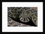Crotalus atrox (Western diamondback rattlesnake) by Anonymous