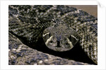 Crotalus atrox (Western diamondback rattlesnake) by Anonymous