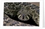 Crotalus atrox (Western diamondback rattlesnake) by Anonymous