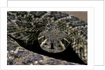 Crotalus atrox (Western diamondback rattlesnake) by Anonymous