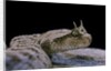 Cerastes cerastes (horned viper) by Anonymous