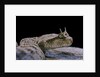 Cerastes cerastes (horned viper) by Anonymous