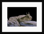 Cerastes cerastes (horned viper) by Anonymous
