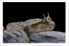 Cerastes cerastes (horned viper) by Anonymous