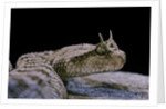 Cerastes cerastes (horned viper) by Anonymous