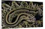 Crotalus durissus durissus (cascabel rattlesnake) by Anonymous