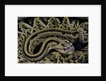 Crotalus durissus durissus (cascabel rattlesnake) by Anonymous