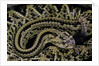 Crotalus durissus durissus (cascabel rattlesnake) by Anonymous