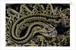 Crotalus durissus durissus (cascabel rattlesnake) by Anonymous