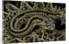 Crotalus durissus durissus (cascabel rattlesnake) by Anonymous
