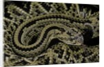 Crotalus durissus durissus (cascabel rattlesnake) by Anonymous