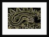 Crotalus durissus durissus (cascabel rattlesnake) by Anonymous