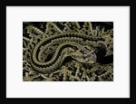 Crotalus durissus durissus (cascabel rattlesnake) by Anonymous