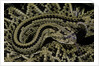 Crotalus durissus durissus (cascabel rattlesnake) by Anonymous