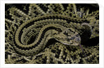 Crotalus durissus durissus (cascabel rattlesnake) by Anonymous
