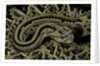 Crotalus durissus durissus (cascabel rattlesnake) by Anonymous